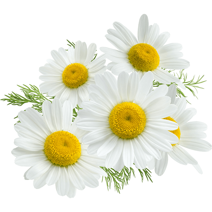 Chamomilla Recutita (Chamomile) Flower Extract